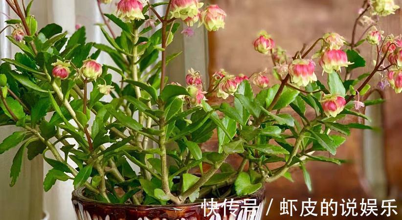 花友们|养年宵花宫灯长寿花，盆栽打理好这些，过年开花特“热闹”