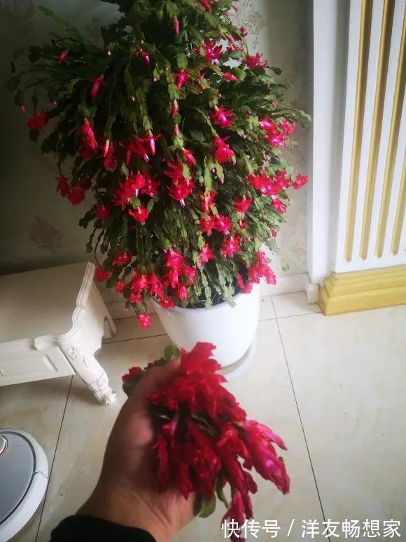 蟹爪兰花|养花技巧养蟹爪兰,要舍得摘叶子,摘完新叶嗖嗖冒,入秋才有花