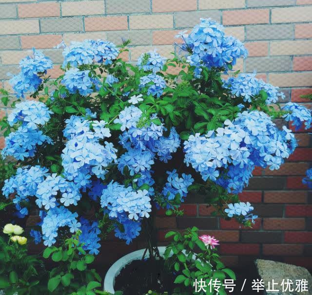 春天别光顾着施肥和浇水,8种花“见土生根”,趁着春季多繁殖