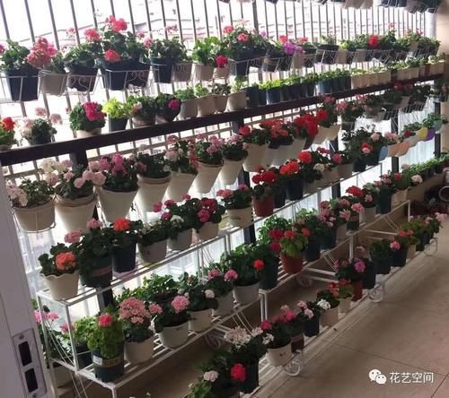 冬天天竺葵花盆里加点渣渣，开春长出一波嫩芽，花期提前！