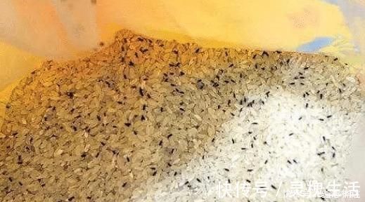 长虫|大米买多了,保存方法很简单,1年不霉不长虫,刚学会,涨知识了