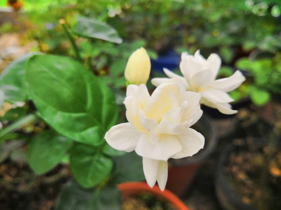 茉莉年年冬天死?症结就在这5点,做好了没毛病