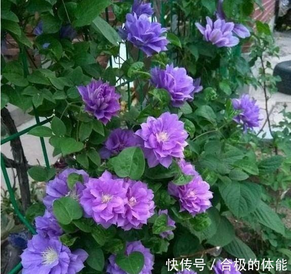 小花|她在小院子里种了一种花，开花独特又漂亮，路人都说“头回见”！