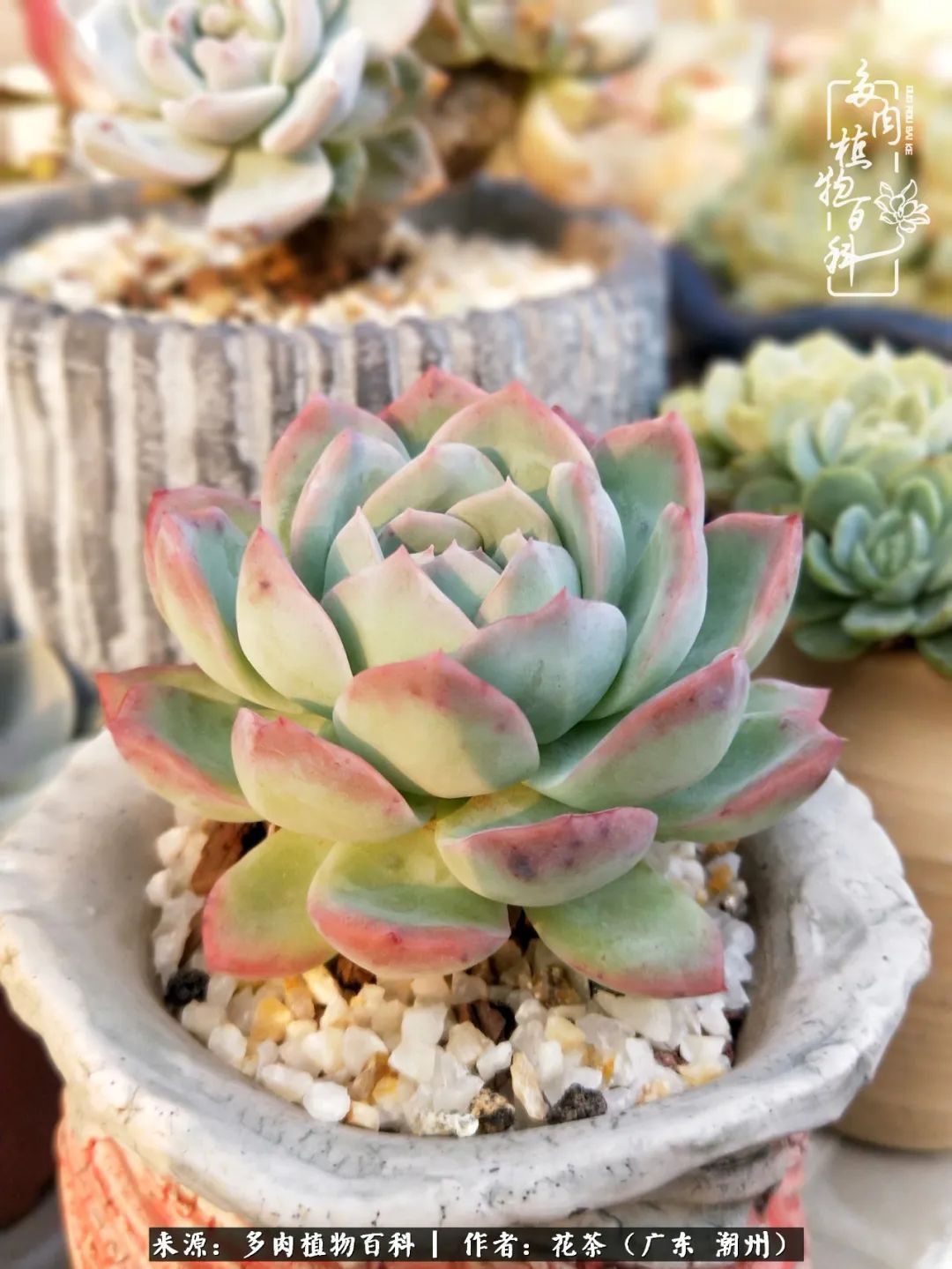 放松心情,静享愉悦,阳光下的多肉是最美的!