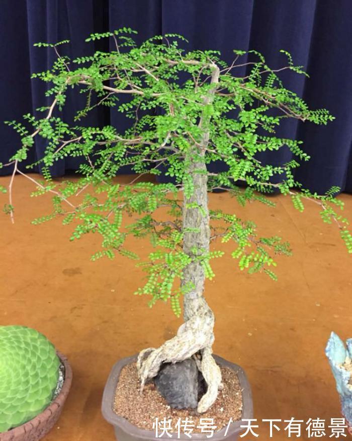 比绿萝还好养,天生的盆景材料,块根植物大象树