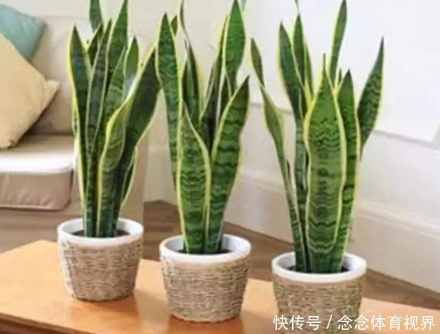 家里客厅适合养什么花?此3款对身体好,还能纳福又聚财