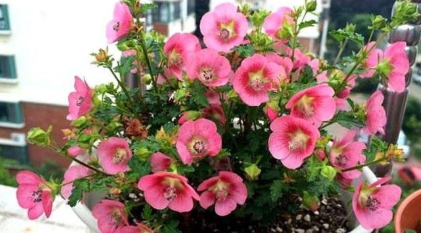 5种生活中的“垃圾”，是很好的“养花神器”，养啥花都旺！