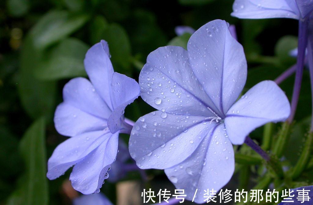 花卉|养花试试这几款,花形优美,尤其在爆盆之时,景色更是令人惊艳