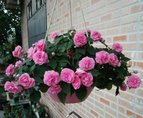 撒点|盆栽换上新土没几个月就板结怎么办别着急,撒点它十年不结块