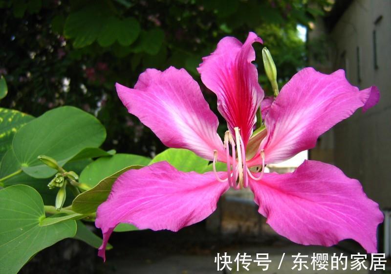 养花试试这几款,生长旺季浇水要充足,新芽成长期要施氮肥