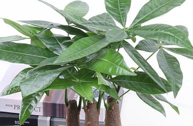 快死的发财树,茉莉花怎么办,学会此样做,轻松让它起死回生