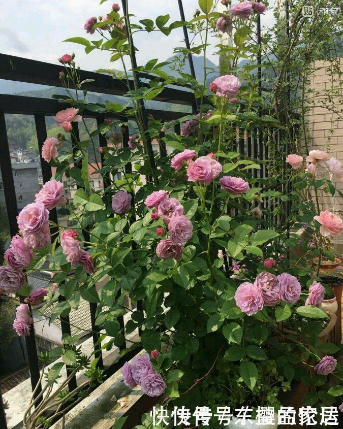 长势最快的藤本植物,一年长成花墙,春夏秋三季开花,阳台变花园