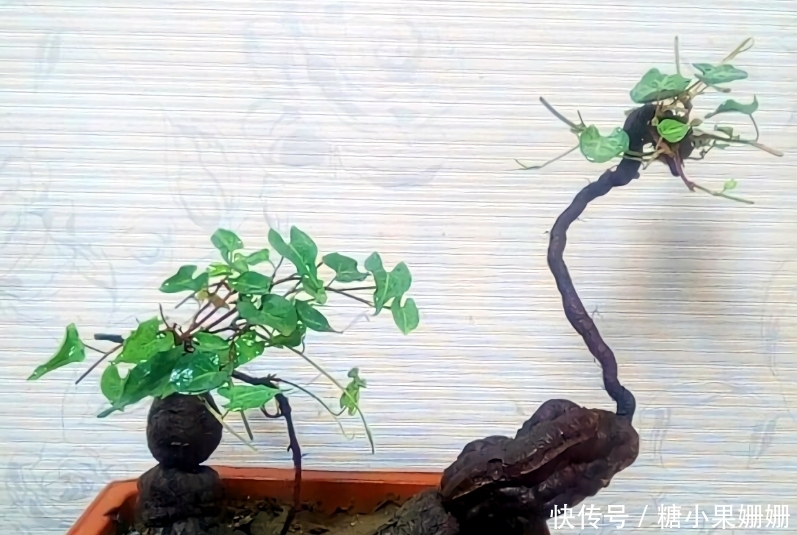 它是“四大仙草”之一,与人参灵芝齐名,农村常见,做盆景很美