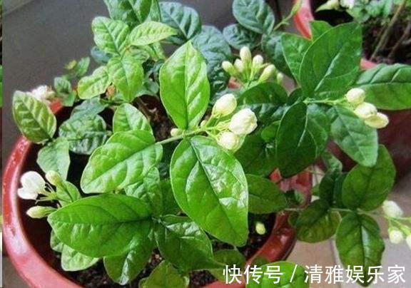 淘米|茉莉花最爱3种“肥料”,家中就有,浇一点,花大芳香、开爆盆!