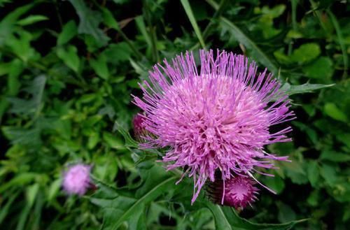 功效|这种路边的野菜，叶片带有刺，具有降血压、止血功效，一斤8元