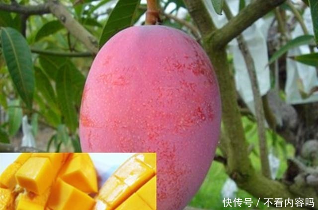 国内这5种高端水果，很多人没见过，全吃过的都是土豪和老板！