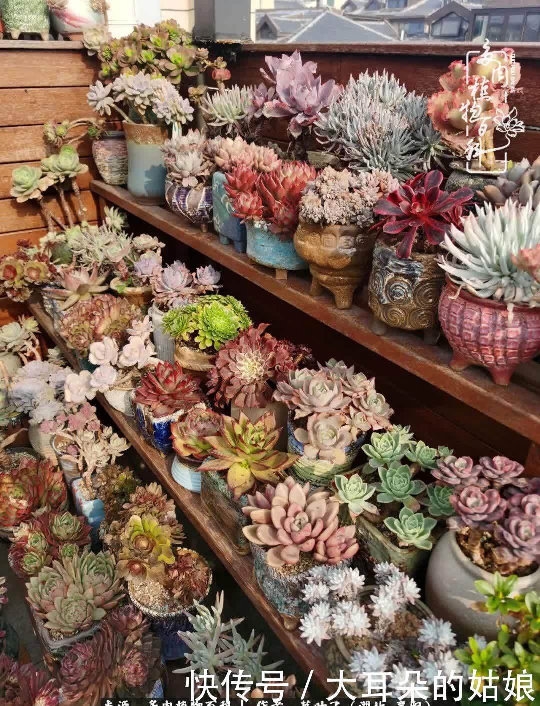 春暖花开,万物复苏,多肉迎来最美时光!