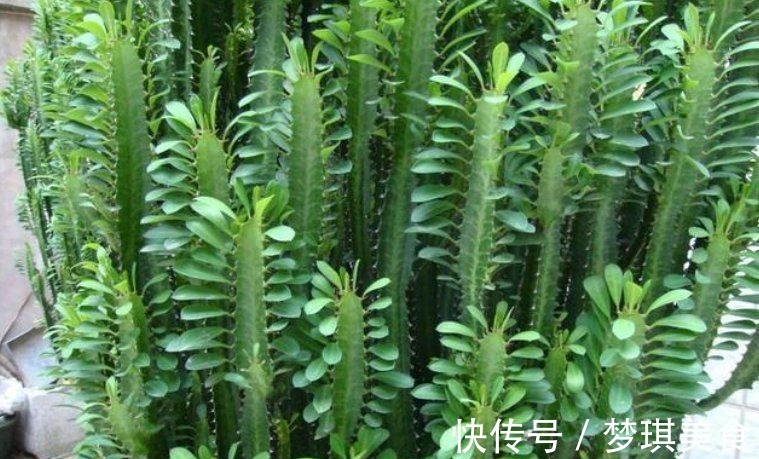 仙人球|俗话说:“勤人养鱼,懒人养花”,这6种花最适合懒人去养