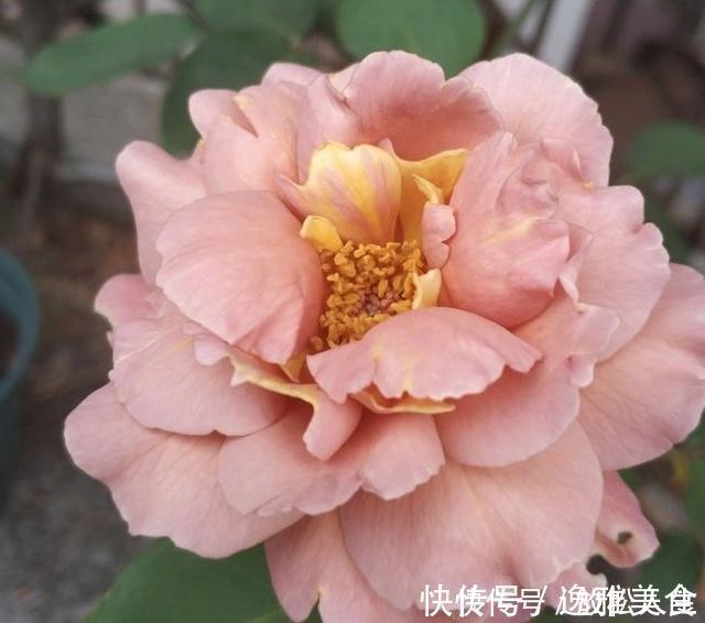 盘点10种古典美复古色系月季,你必须拥有其中一种!