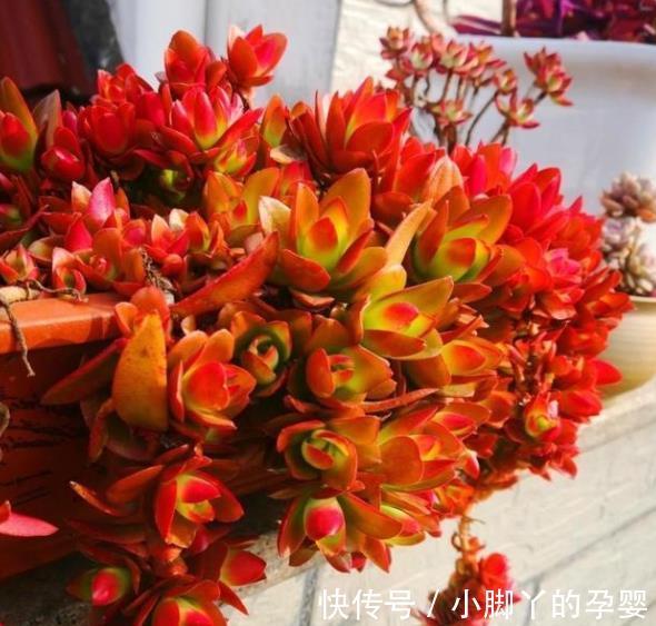火祭|适合新手的多肉火祭,颜色鲜红长成手捧花,养在家里真喜庆