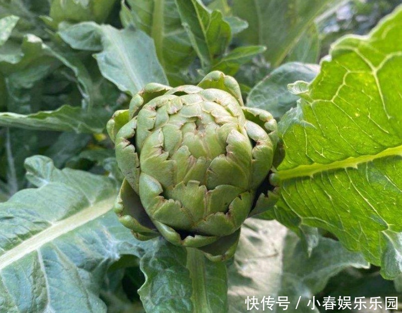 路边没人要的野花,国外人买来当菜吃,开花很美、很受欢迎!