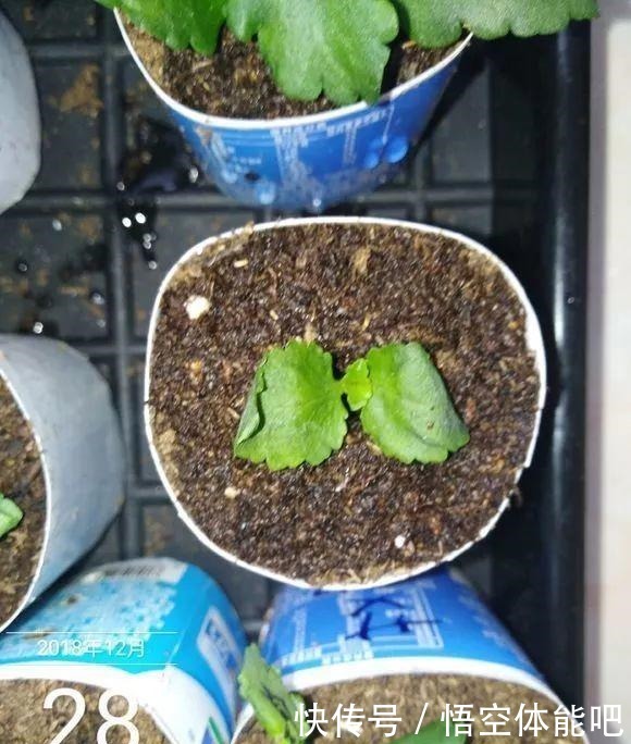 长寿花扦插8大步骤,一盆变十盆,超轻松!长寿花扦插8大步骤,一盆变十盆,超轻松!