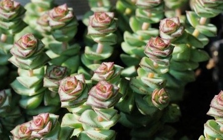 养护“招财”多肉钱串子，掌握好技巧，枝叶完美，株型紧凑