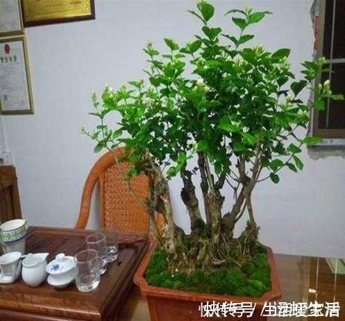 茉莉花|螨虫、细菌最“厌恶”的3种花,赶紧养1盆,烦恼“消除”身体棒