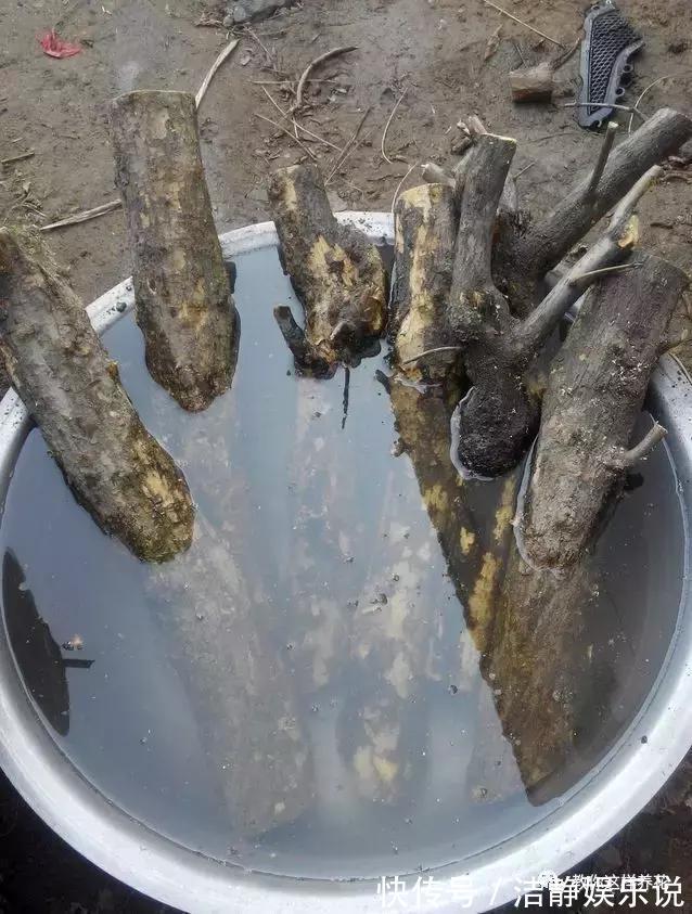 压弯枝|1种果树剪根枝,插土里就活,当年就能挂果,压弯枝!
