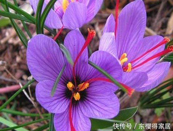 适合庭院养护的几款花,开花勤爱爆盆,枝繁叶茂,全年花开如春