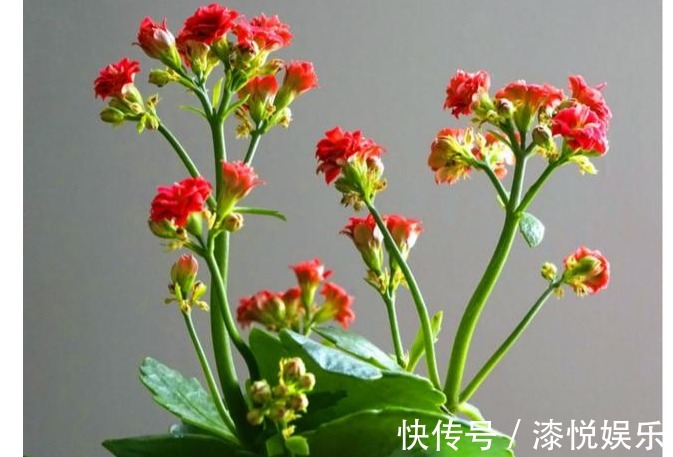 花盆|以下养的长寿花，开花又美又多，每年都有花赏，值得一试