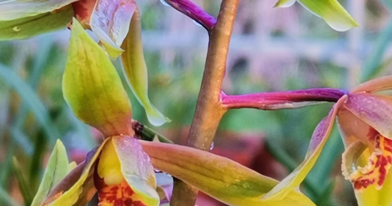 种活兰花不难，养好兰花却不易，十分钟读懂兰花该如何养护