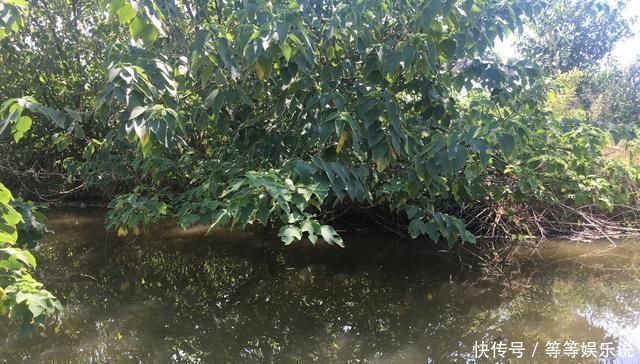 溶氧量|没有水草就不能钓鱼了吗根据这4点来找鱼,下竿之处即咬钩