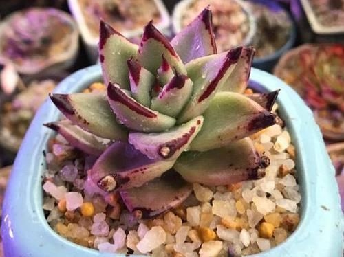 煤渣|多肉养根篇:往盆底放些“它们”,叶子肥成球,根须挤满盆