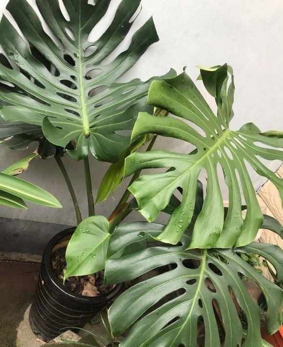 植物|这种植物最适合家养，叶子油绿，长势飞快，关键还能净化空气