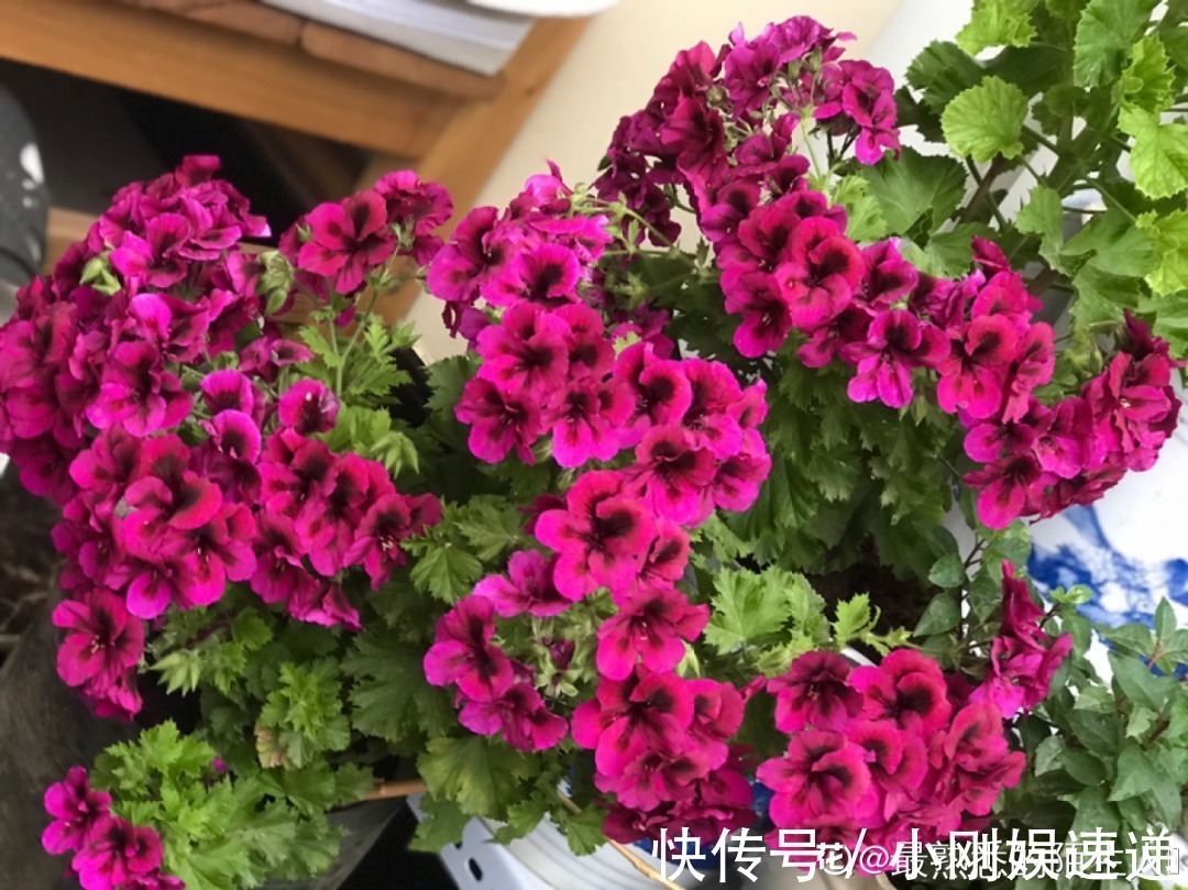 叶片|10种花特怕晒,越晒越黄叶,搬阴凉地儿才能活!