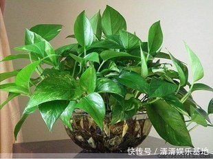 种花|养此5种花，夏季就像“水桶”，浇水越多、长得越旺