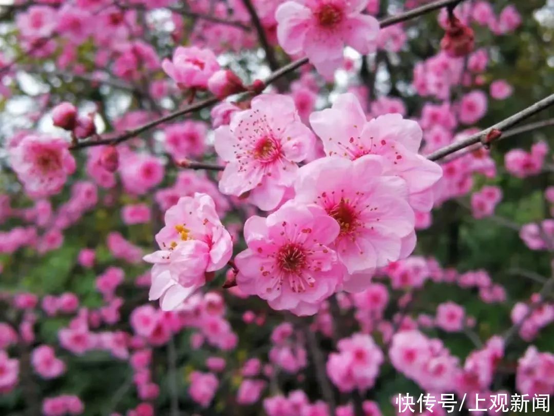 春暖花开日，醉白池公园三八女神节免票优惠邀汝来赏花