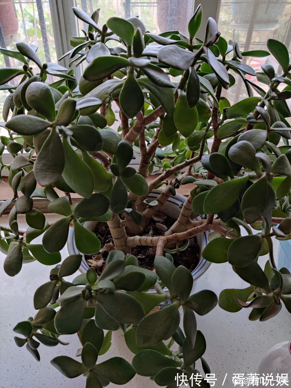 虎皮兰|3种花要“穷养”,塞进小盆少浇水,长得格外好