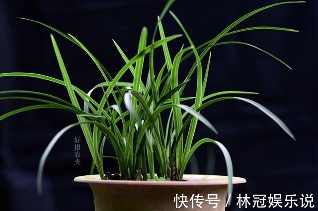 观赏价值|兰花怎么修剪整容三步骤三注意，兰友掌握就不难