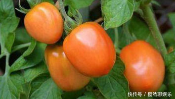 女人想要身体好，常吃以下食物，养护血管，排出毒素，越来越健康