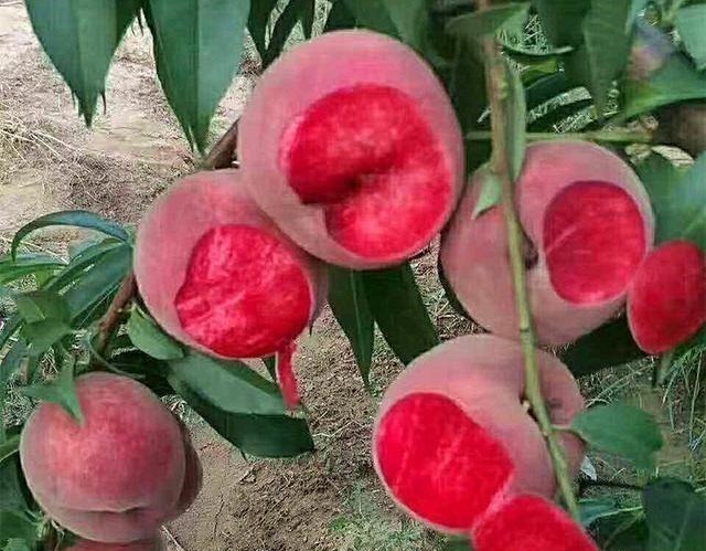 建议家有院子的别铺水泥！瞧瞧下图，真有才，街坊四邻纷纷效仿