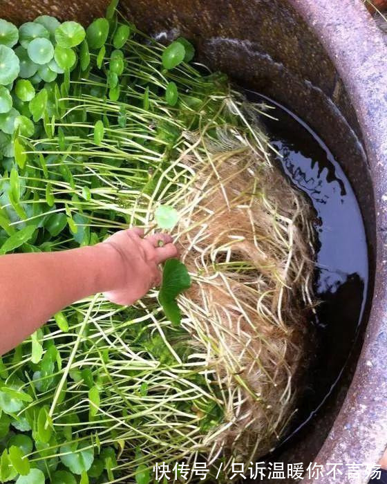 钱多多|养花技巧铜钱草养在这,7天就爆盆,叶子长成巴掌大!