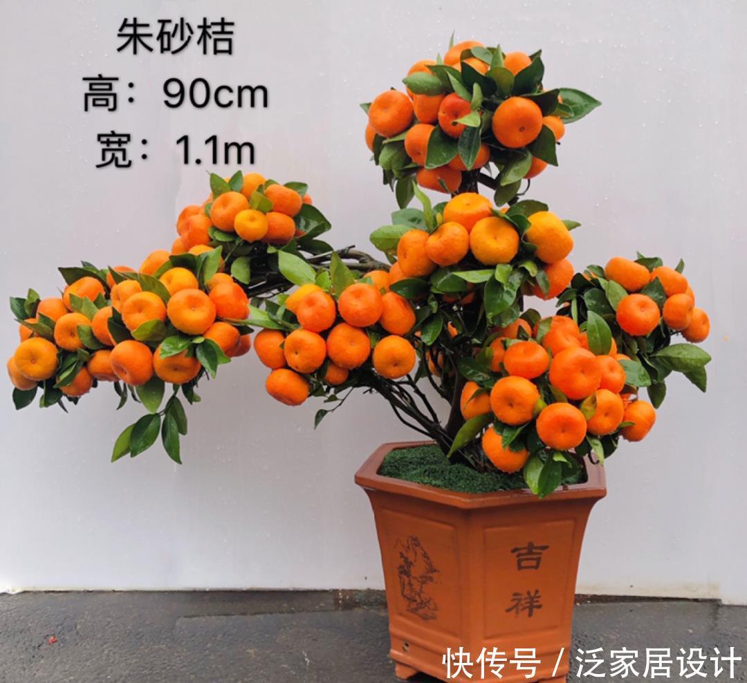 养花技巧:冬天最娇气的9种花,不要随便买,养不活浪费钱