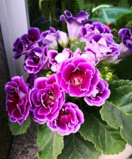 大岩桐有“3喜2怕”,新手了解掌握后,开花又大又多