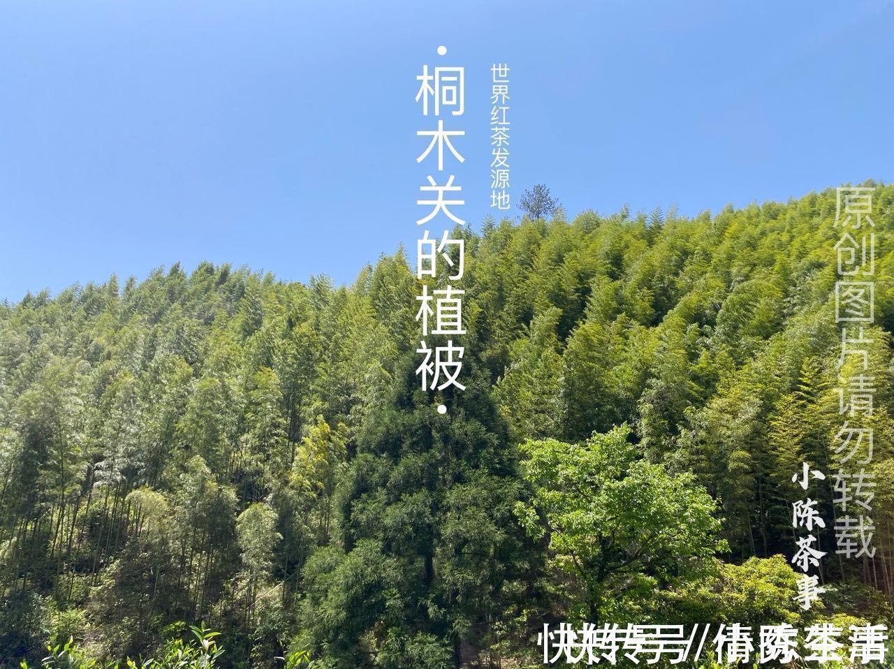 桐木村#正山小种 VS 金骏眉,哪种红茶的品质更好?新手推荐买什么?