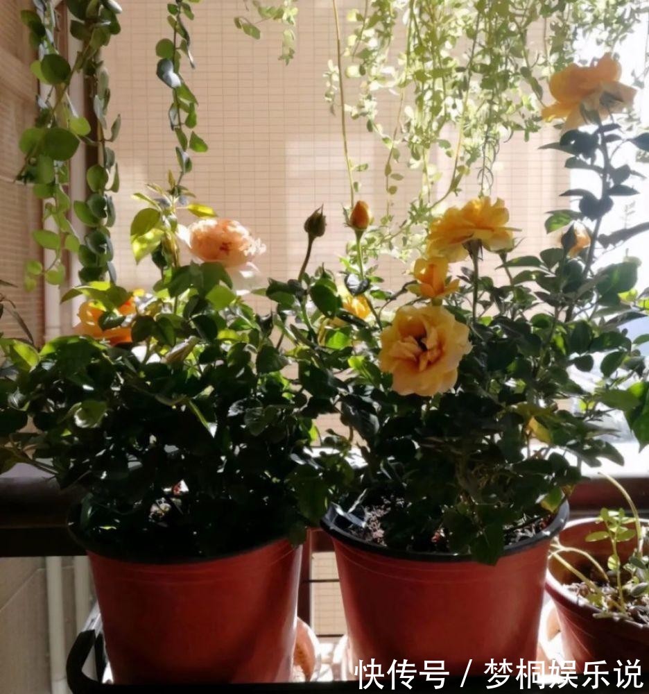 坏习惯|养花失败、伤亡多,源于这“3个”坏习惯的养成