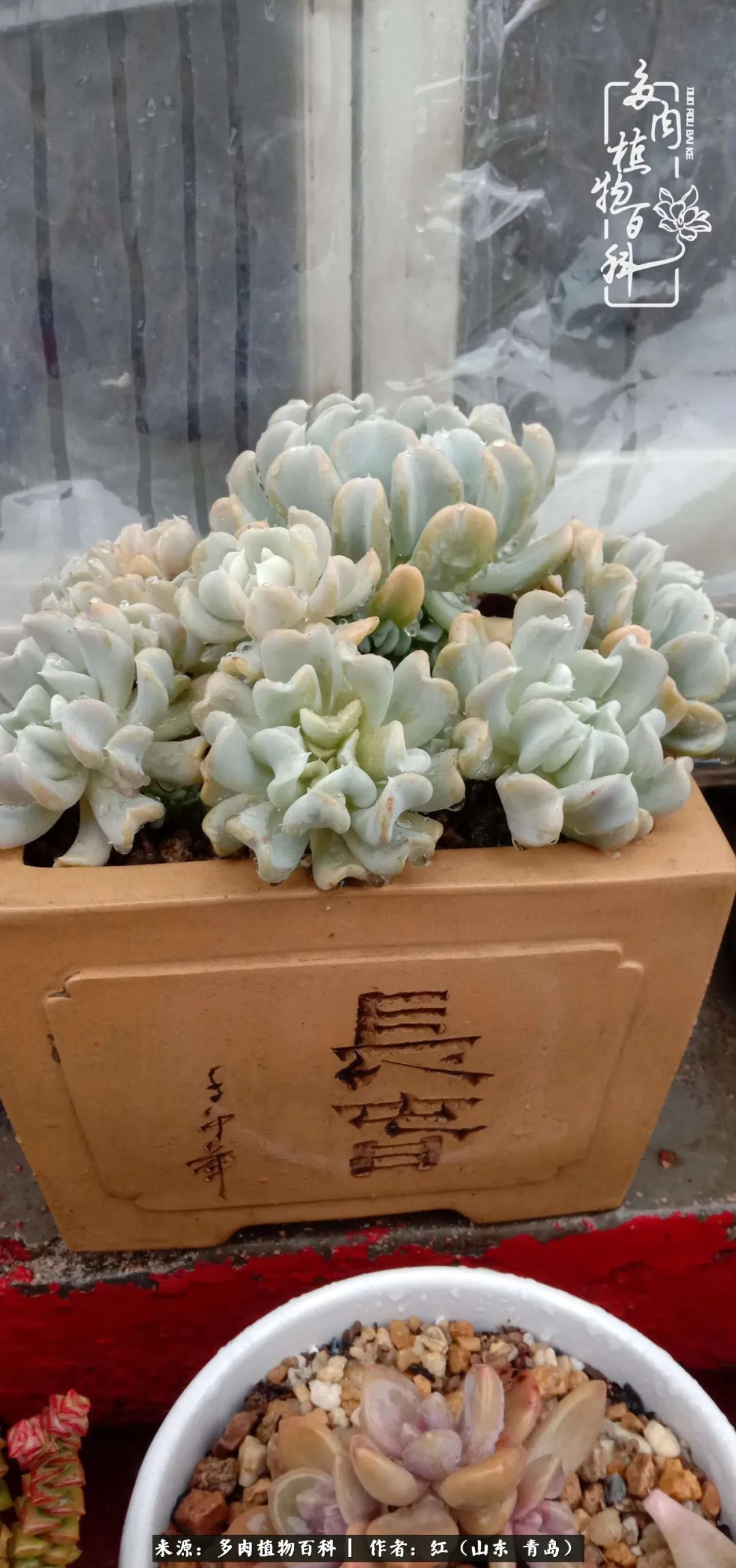 多肉度个夏,回到解放前!曾经有多美,现在就有多丑!