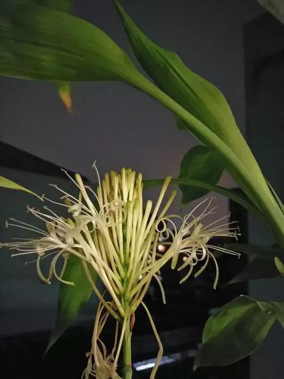 好事|4种花有灵性,平时难开花,一有好事就开花!