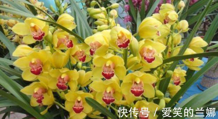 杜鹃花|家里养上4种花，花开一茬又一茬，美不胜收，人见人爱！